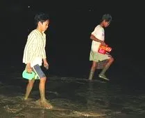 Ốc hương Gò Công đang cạn kiệt ảnh 2
